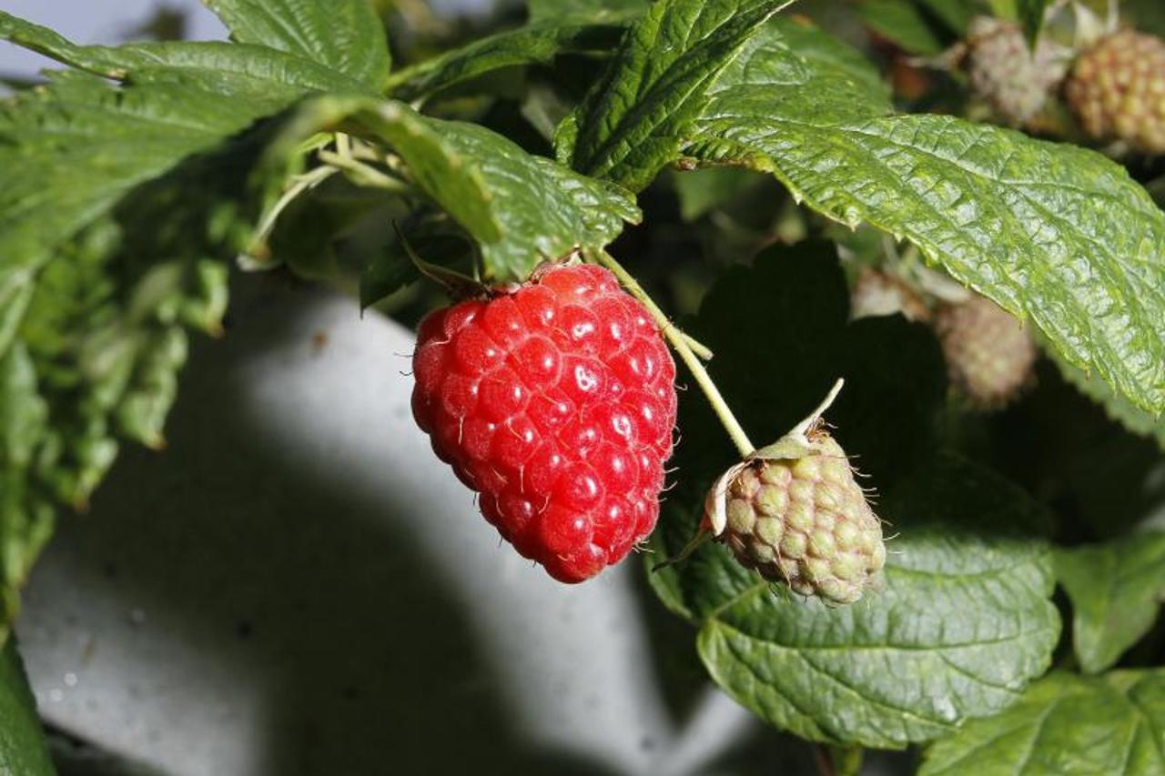 Maline