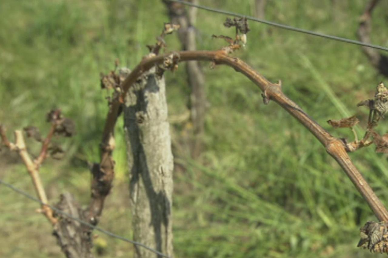 Vinograd