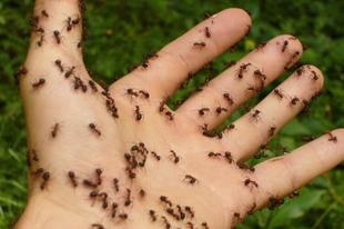 Uz ovu jednostavnu mješavinu riješite se mrava iz vašeg doma u roku od nekoliko dana